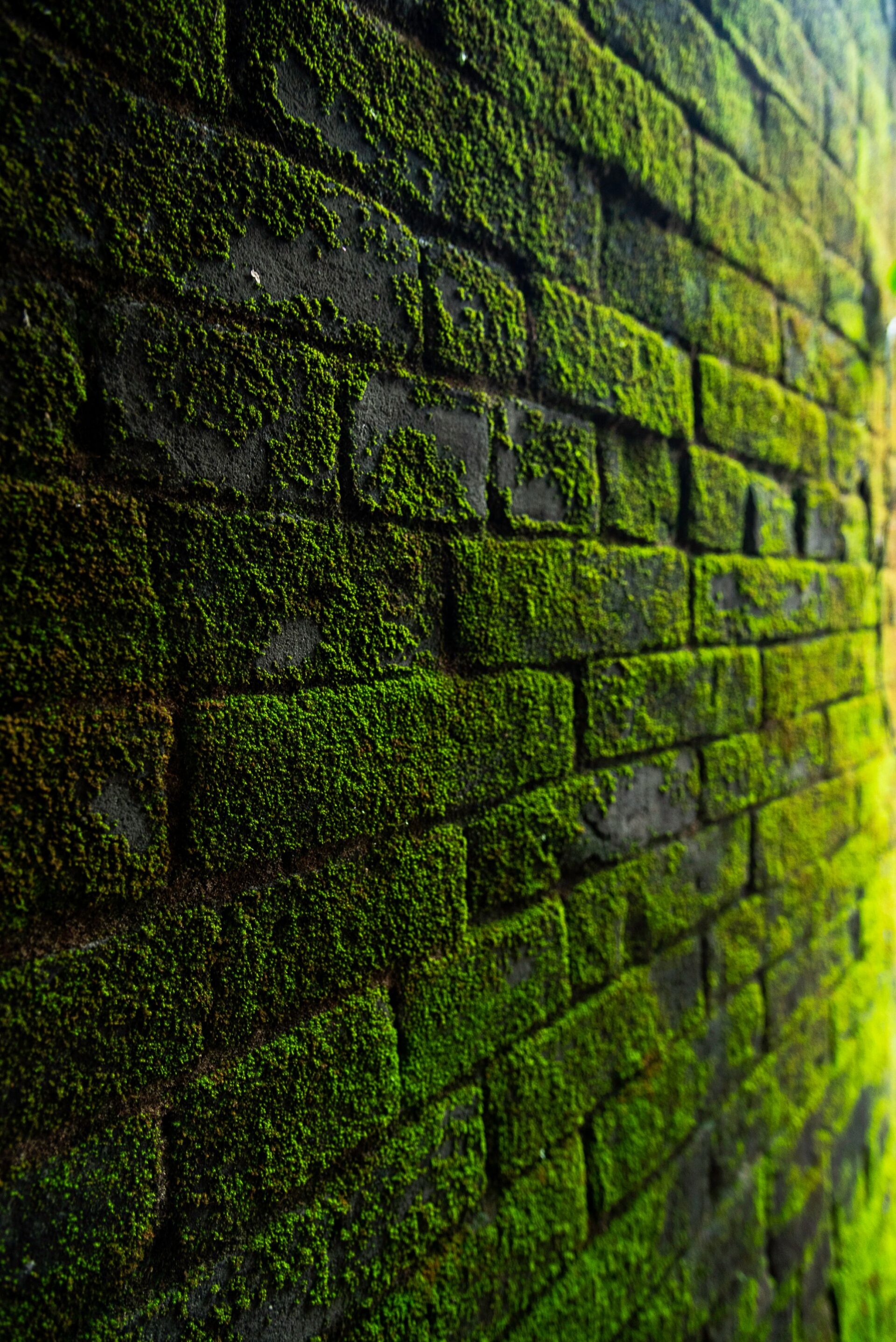 Mur de façade couvert de mousse et d'algues