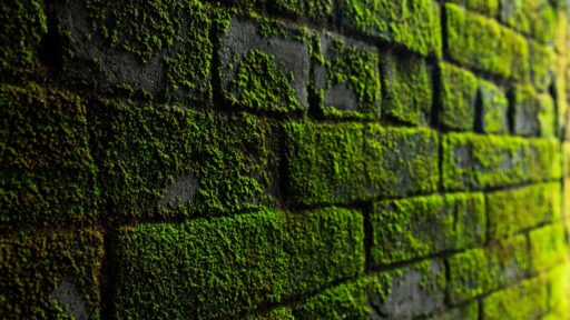 Mur de façade couvert de mousse et d'algues