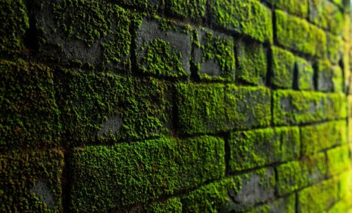 Mur de façade couvert de mousse et d'algues